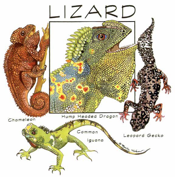 Lizard