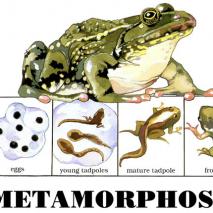 Metamorphosis