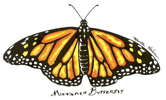 Monarch