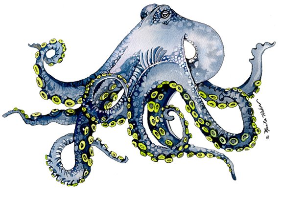 Octopus_1