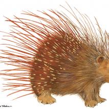 Porcupine