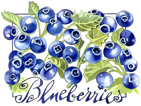 Blueberries